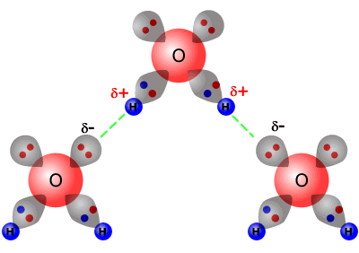 hydrogen bond model